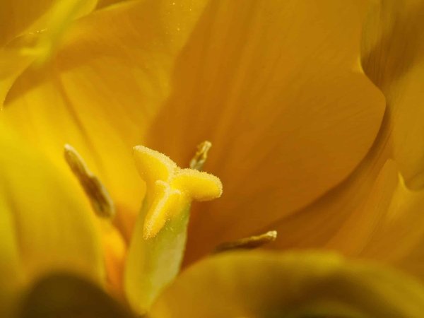 les avantages des moniteurs incurvés pour une expérience visuelle immersive